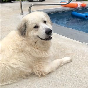 Meet your Posher, Forrest